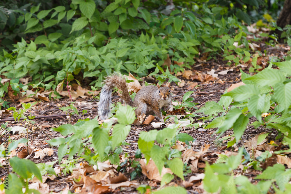 Squirrel in Central Park Squirrel in Central Park