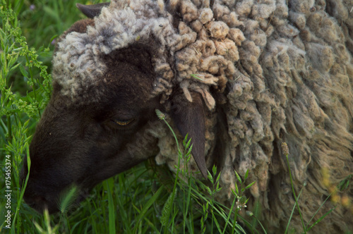 Curly woolly sheep eating green fresh grass photo