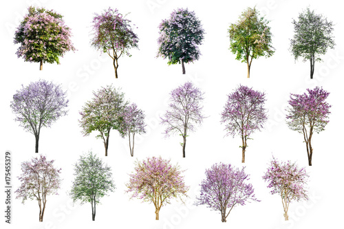 Collection Of Pink Flowers Trees Isolated On White Background.