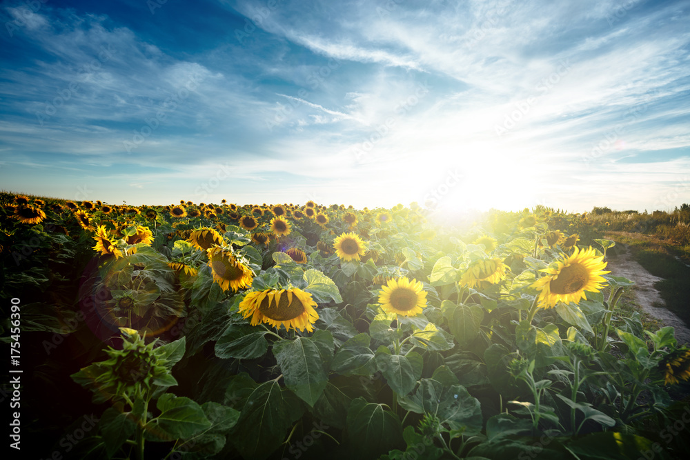Fototapeta premium Sunflowers in the field