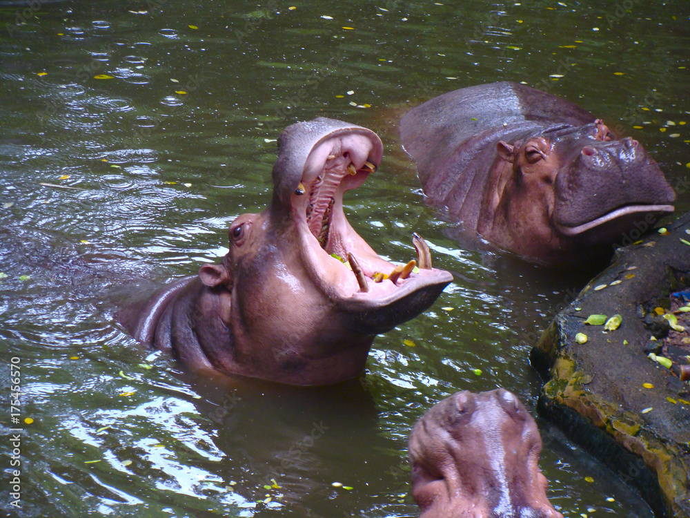 Fototapeta premium yawning Hippo