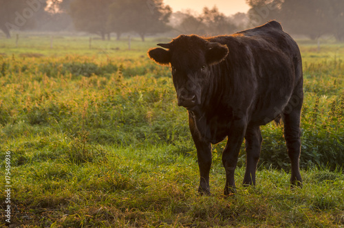 young bull in the morning light on the pasture © Mike Mareen