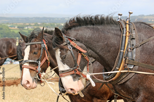Shire horses ploughing