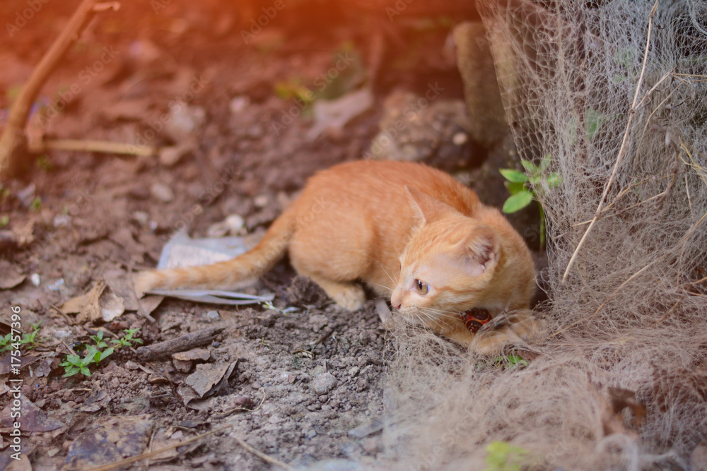 the naughty kitten playing around  old nets