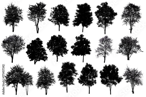 Collection Of Silhouette Of tree Isolated On White Background