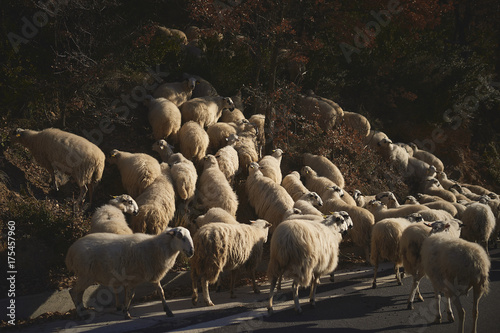 Big flock of sheeps walking along the road