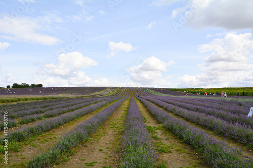 People walking amongst lavender fields and taking cuttings on farm in Hitchin Hertfordshire England