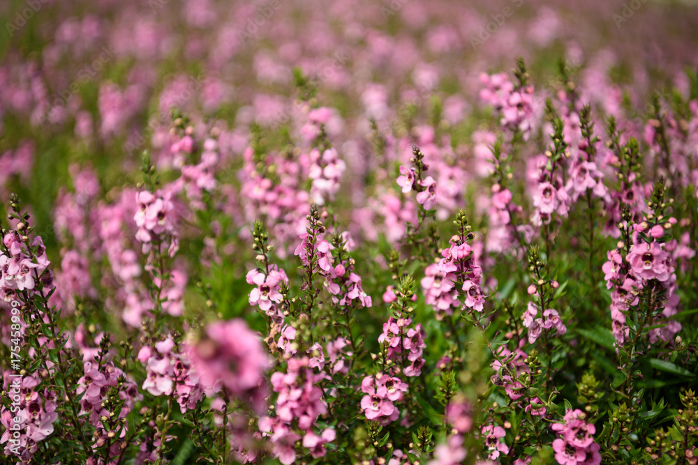 秋の花壇