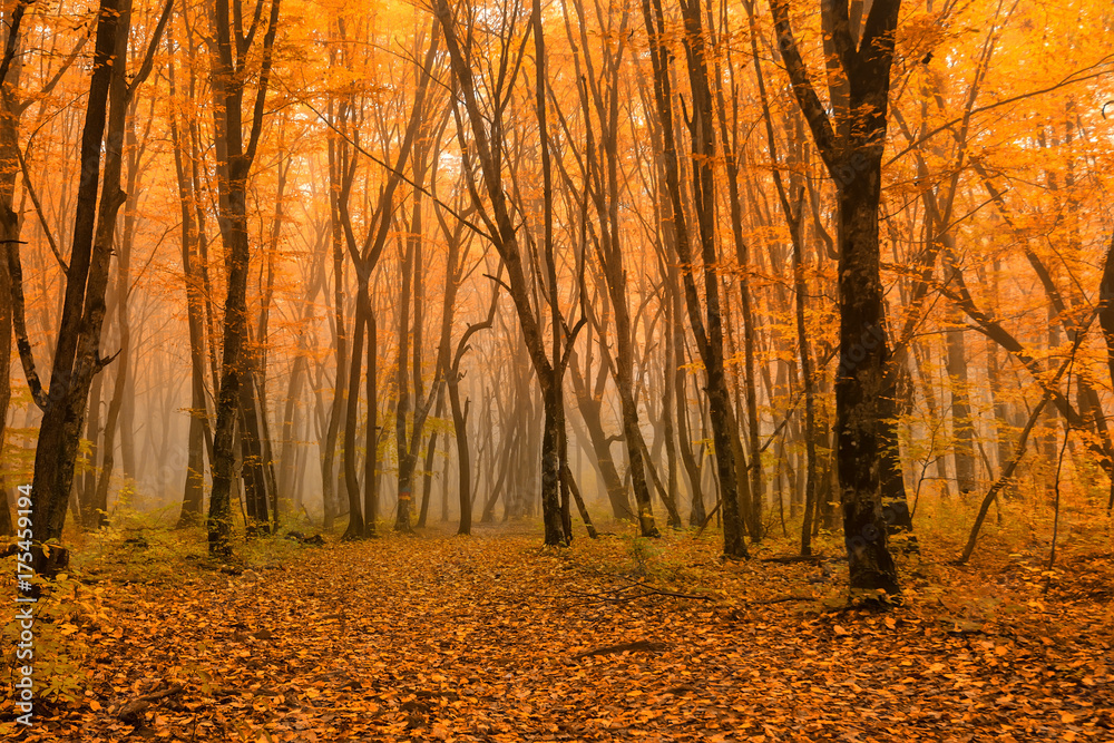 Scenic landscape of autumn forest