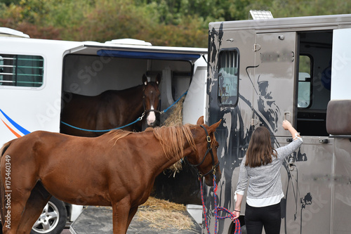 Fototapeta Naklejka Na Ścianę i Meble -  cheval de course