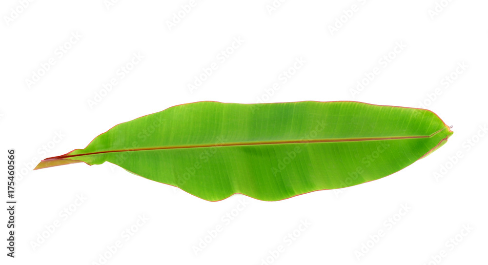 Fototapeta premium Banana Leaf isolated on white background