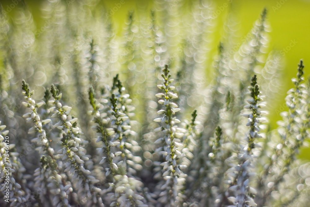 Autumn heather with bokeh Autumn heather with bokeh