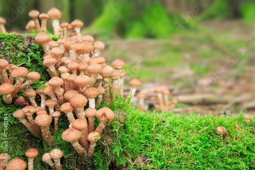 Agaric honey fungus in autumn forest.