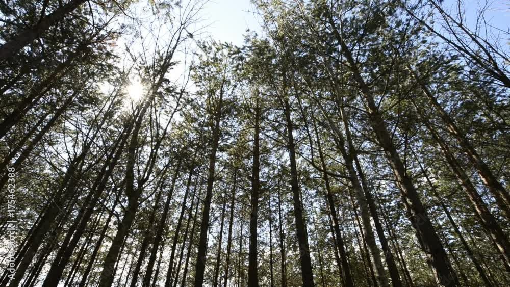 Tall pine trees in forest from below. Film clip with slow sliding motion. Tall pine trees in forest from below. Film clip with slow sliding motion.