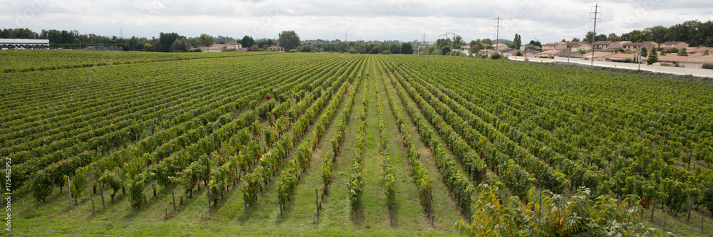 Vineyard south west of France landscape Europe