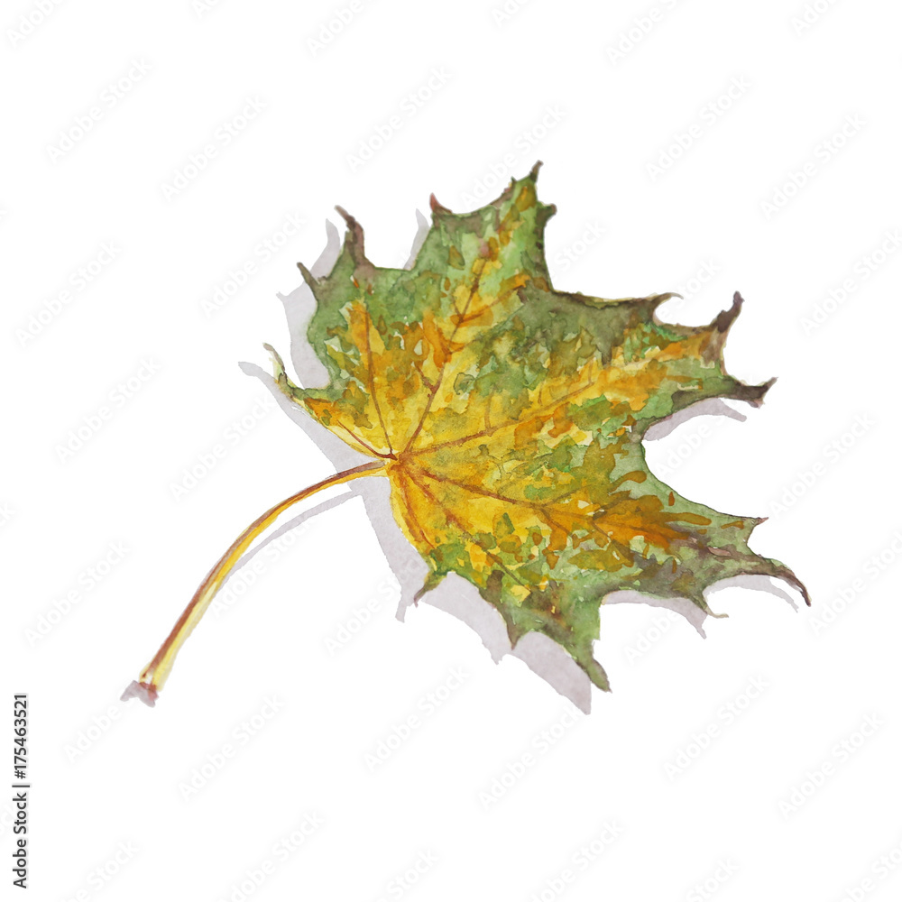 Naklejka premium watercolor yellow maple leaf