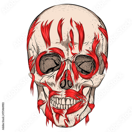 Skull and flesh. Pieces of muscle.