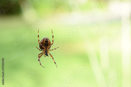 Orb weaver spider on its cobweb