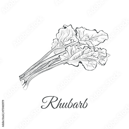 rhubarb sketch hand drawing. rhubarb vector illustration pieplant photo