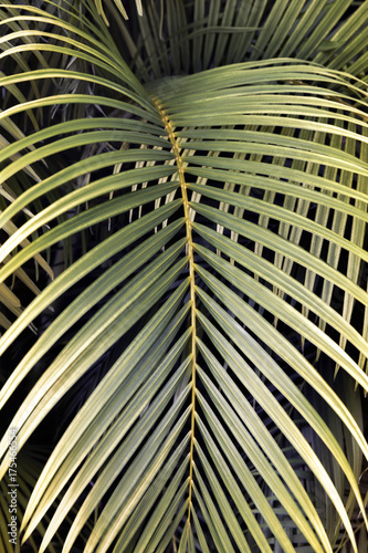 Striped of palm leaf, Abstract green texture background, Vintage tone