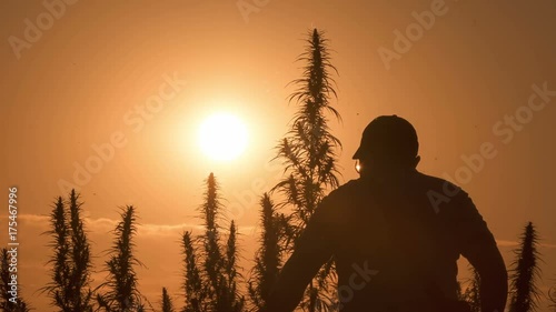 Medium shot of the man processing the marijuana field in the sunset background.