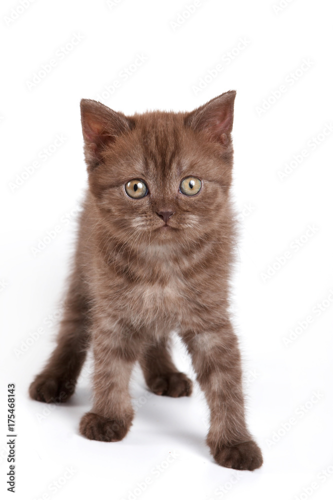 Obraz premium Fluffy kitten British cat (isolated on white)