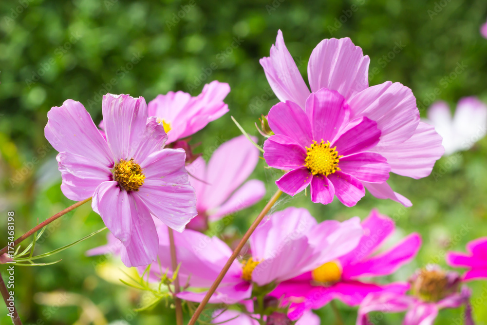 Amazing view of colorful pink cosmos flowering in the garden landscape natural summer or spring day. Close up spring cosmos flowers background in nature background. Amazing view of colorful pink cosmos flowering in the garden landscape natural summer or spring day. Close up spring cosmos flowers background in nature background.