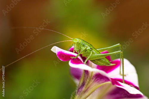 Green grasshopper on a flower © perfidni1