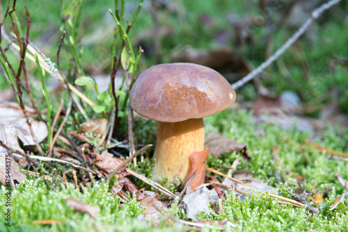 Close-up of small boletus with brown cap growing on forest floor from green moss, edible mushroom, Autumn, Europe