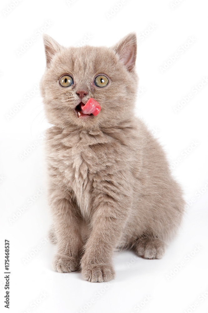 Fluffy kitten British cat meows (isolated on white)