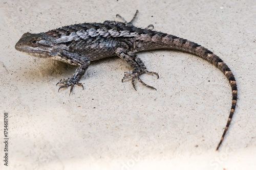 Texas Spiny Lizard