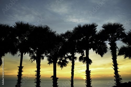 Tropical Trees Sunset