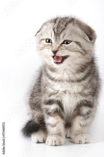 Cute kitty Scottish Fold cat meows  isolated on white 