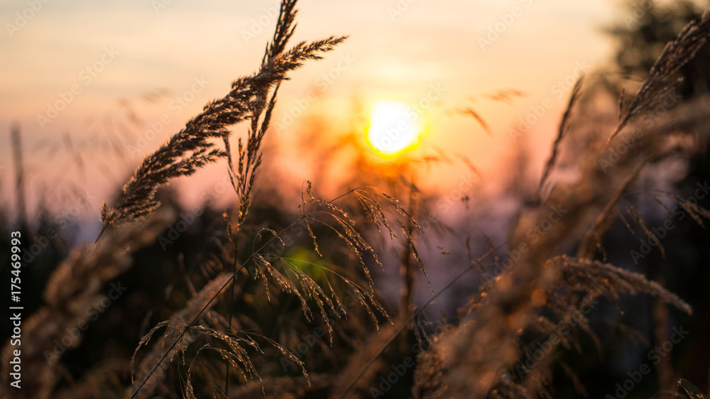 Obraz premium grass with sunset background