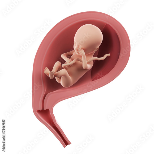 3d rendered medically accurate illustration of a fetus inside of an uterus - week 18 photo