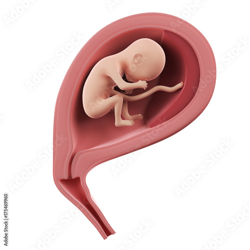 3d rendered medically accurate illustration of a fetus inside of an uterus - week 19 photo