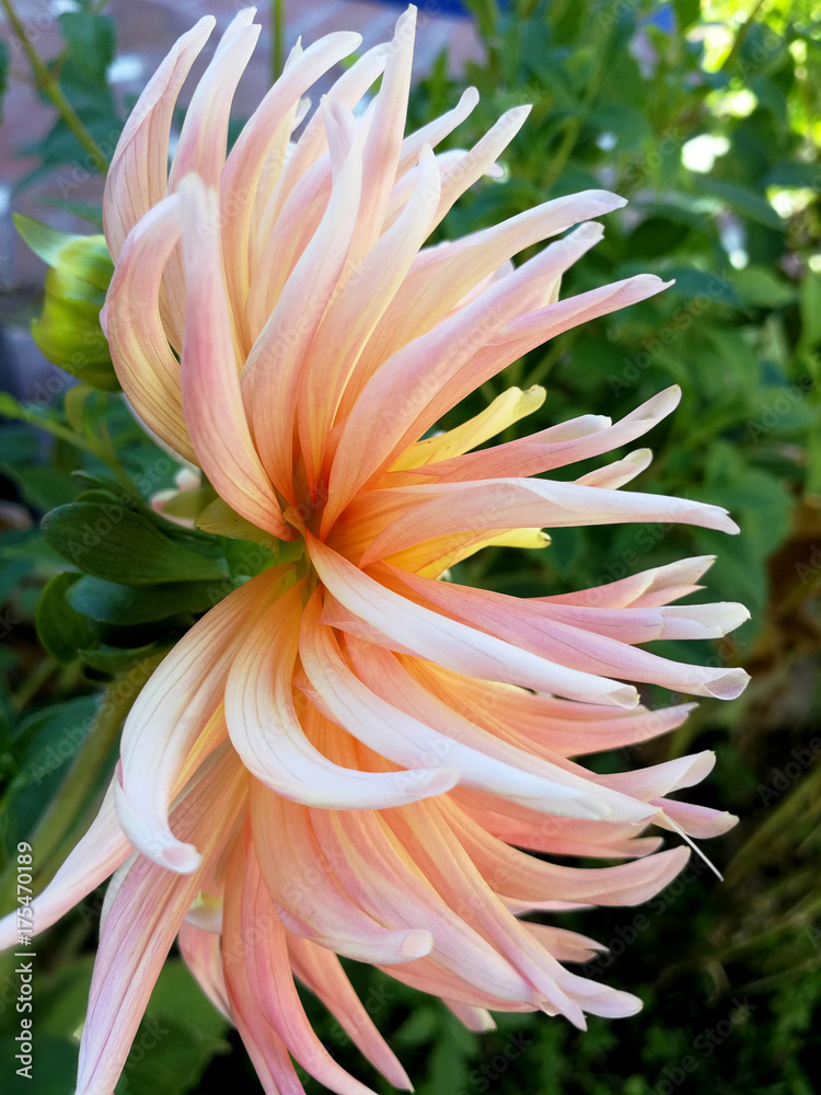splendid Dahlia close up splendid Dahlia close up