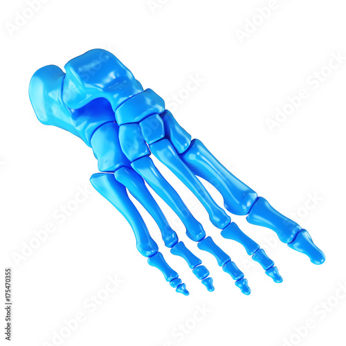 3d rendered medically accurate illustration of the foot bones photo