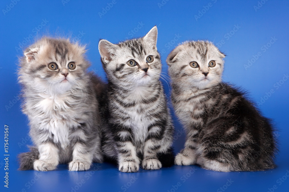 Three fluffy kitten skotish fold on a blue background