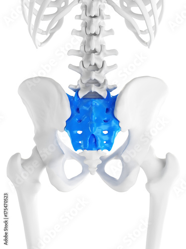 3d rendered medically accurate illustration of the sacrum photo