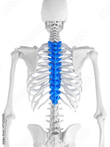 3d rendered medically accurate illustration of the thoracic spine photo