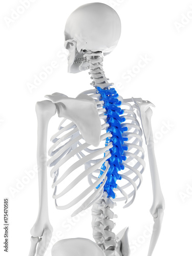 3d rendered medically accurate illustration of the thoracic spine photo