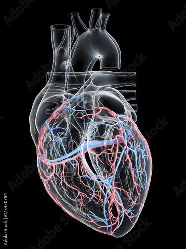 3d rendered medically accurate illustration of the coronary blood vessels photo