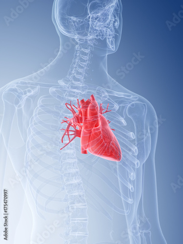 3d rendered medically accurate illustration of human heart