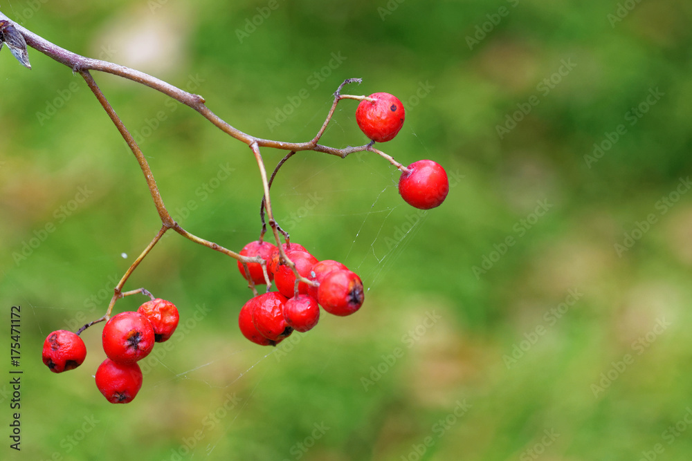 Berries of mountain ash Berries of mountain ash