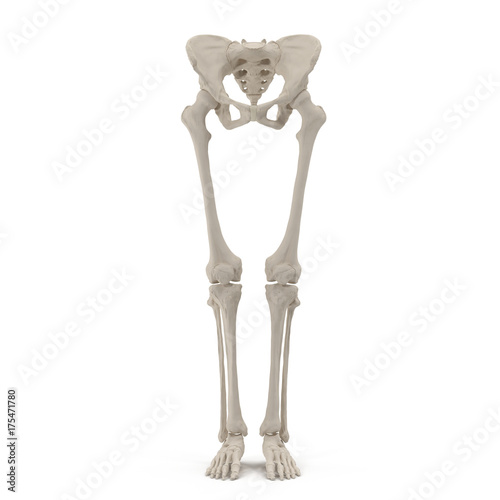 Female Lower Body Skeleton on white. Front view. 3D illustration