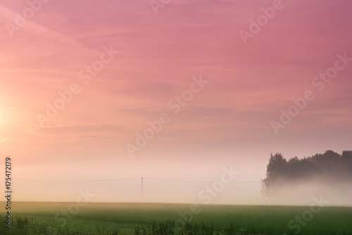Vibrant magenta sunrise at the green field near the forest. Foggy morning.