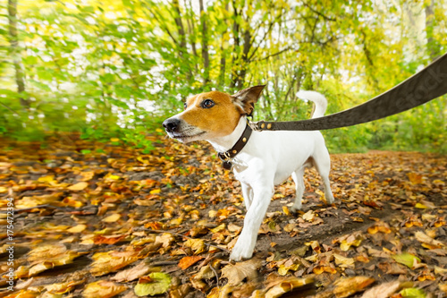 Fototapeta Naklejka Na Ścianę i Meble -  dog running or walking in autumn