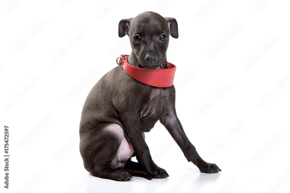 Gray cute greyhound puppy and red collar (isolated on white)