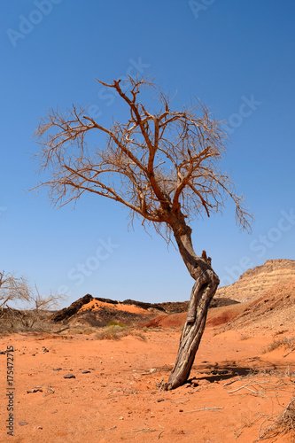 Alone dry tree in Negev desert.